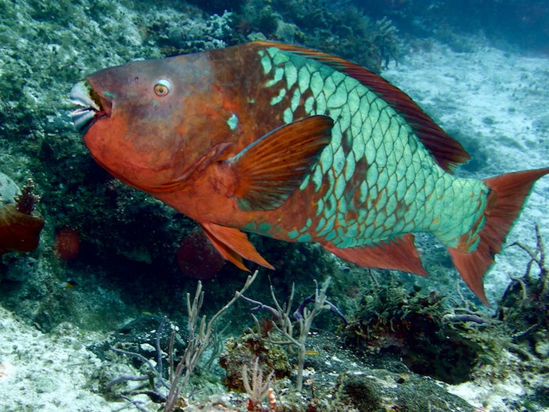 Rainbow Parrotfish IMG_9201.jpg